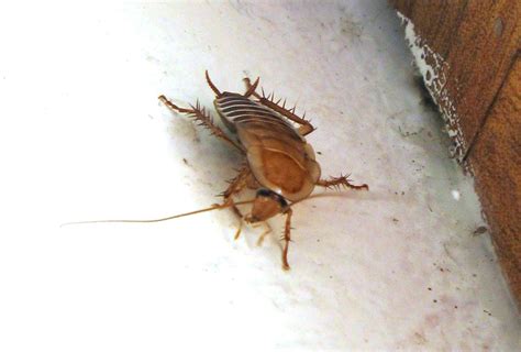 29 Common Bugs in Bathrooms (and How to Get Rid of Them)