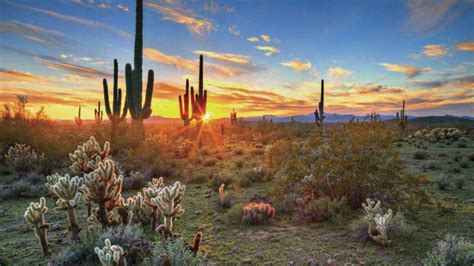 Los desiertos de Sonora