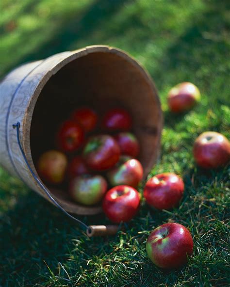 A Concord Pastor Comments: After Apple Picking