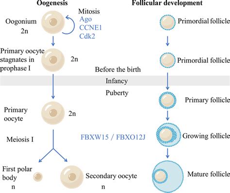 Oogenesis Stages