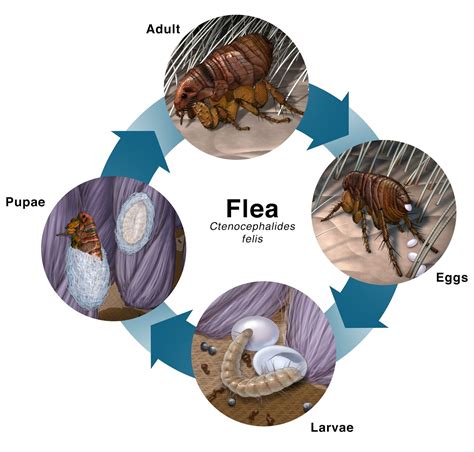 Dr. Banks' Corner: Mild Winter + Southern Climate + Your Pet + FLEAS