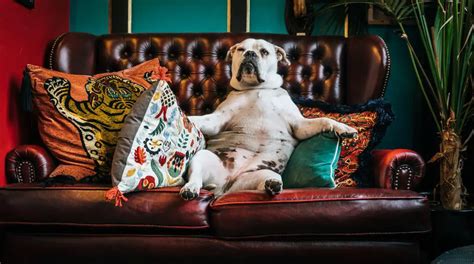 Why Do Dogs Dig on the Couch? - Canine HQ