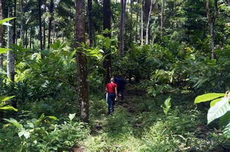 Investing in Our Planet With Organic Cacao Farming — Equal Exchange ...