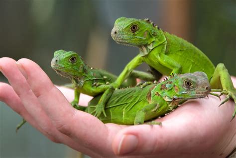 Baby iguanas by Graham Harris / 500px | Baby iguana, Iguana, Animals