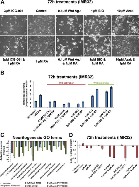 Wnt inhibition promotes differentiation while activation promotes ...