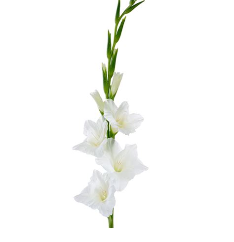 Gladiolus Flower PNG Clipart | PNG All