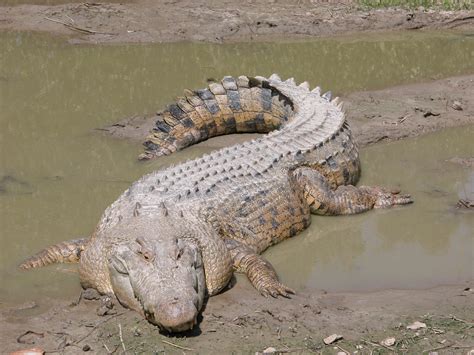 Actualizar 39+ imagen cocodrilo marino australiano - Abzlocal.mx