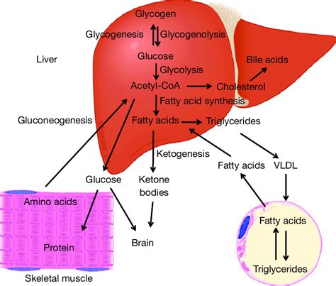 Major metabolic functions of the liver. During the fed state, glucose ...