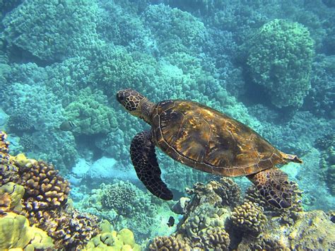 Sea Turtle Habitat - Sea Turtle Facts and Information