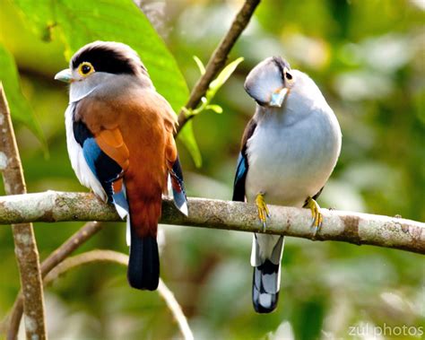 Zul Ya - Birds of Peninsular Malaysia: Silver Breasted Broadbill