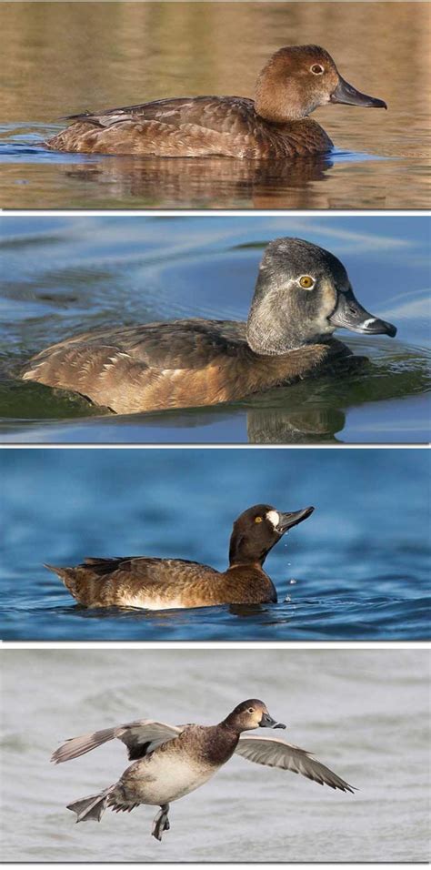 Diving Ducks - Identification - Pictures, Examples & Tips