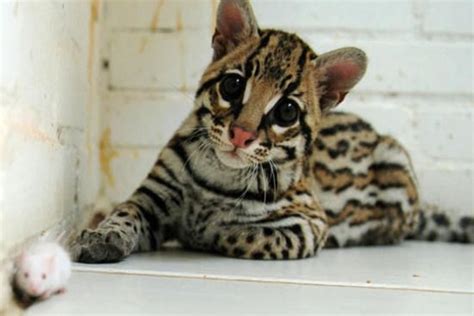 Ocelot Diet: What Do Ocelots Eat? (List Of Prey Animals)