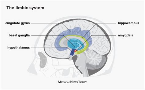 The limbic system: Location, anatomy, and function