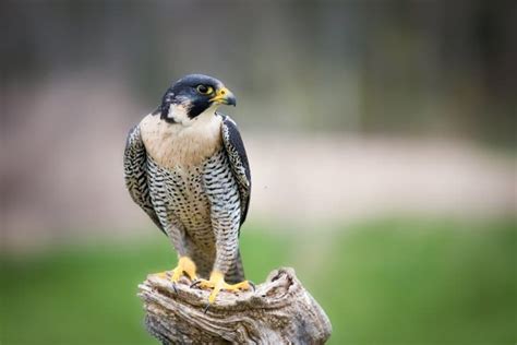 12 Dive-Bombing Peregrine Falcon Facts - Fact Animal