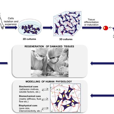 (PDF) Current applications in Tissue Engineering