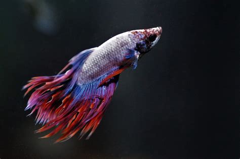 Betta Fish Fin Rot: Symptoms, Causes & Treatment - Keeping Fish