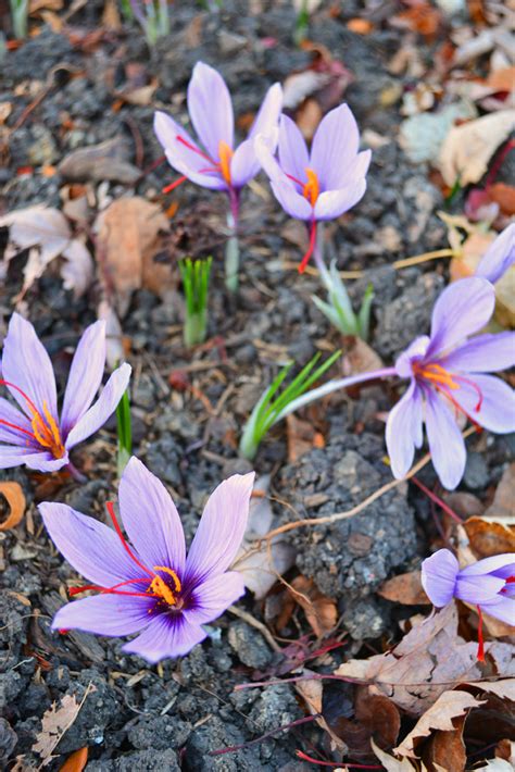 Growing Saffron Crocus - Crocus Sativus - Shawna Coronado