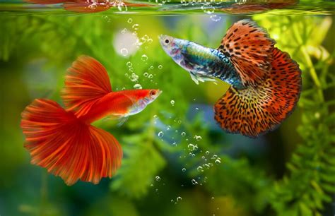 Guppy: The Complete Care And Breeding Guide - Fishkeepingfans.com