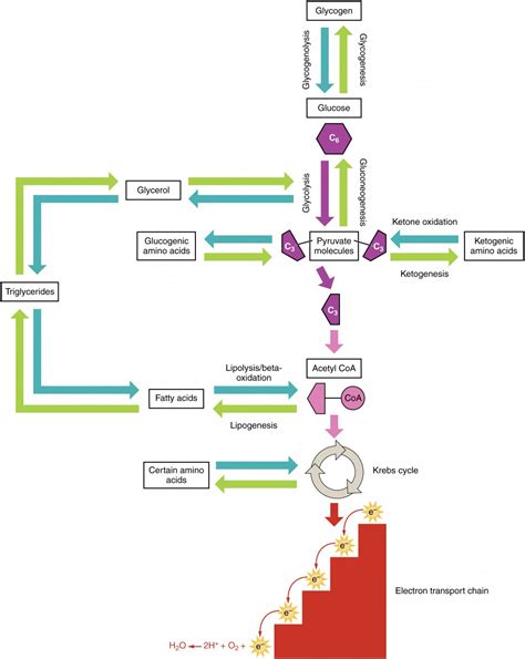 Protein Metabolism | Anatomy and Physiology II