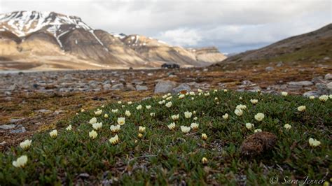 Flowers In The Arctic | Best Flower Site