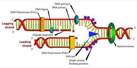 Topoisomerase Definition, Function & Types - Video & Lesson Transcript ...