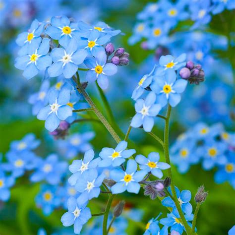 Forget Me Not Seeds | Created By Nature