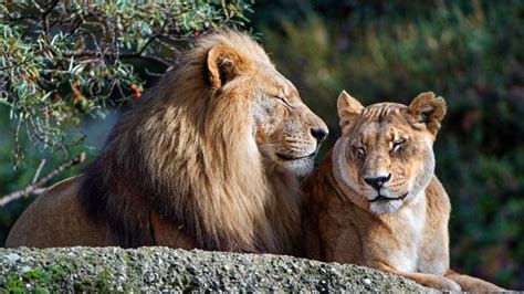 Lion couple - backiee