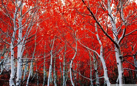 Red Autumn Wallpapers - Wallpaper Cave