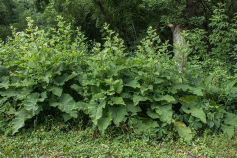 Foraging burdock flower stalks