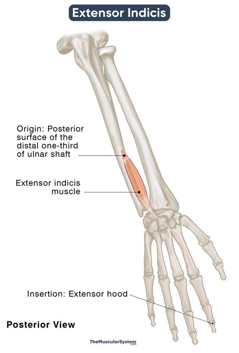 Extensor Indicis: Action, Origin, Insertion, & Innervation