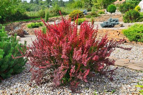 How to Grow and Care for Barberry Bushes | Gardener’s Path