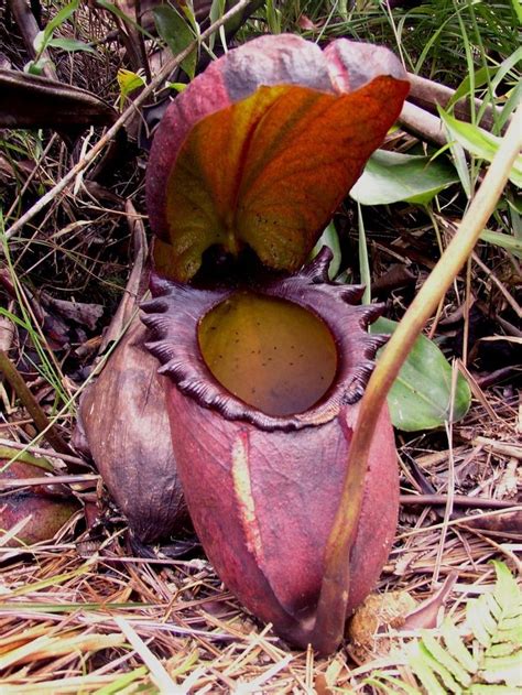 Nepenthes rajah is a large pitcher plants, and it's… | 식물, 원예 및 꽃