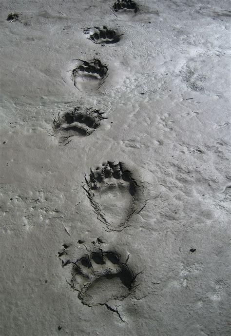 Grizzly Bear Tracks | Bear footprint, Bear tracks, Animal tracks