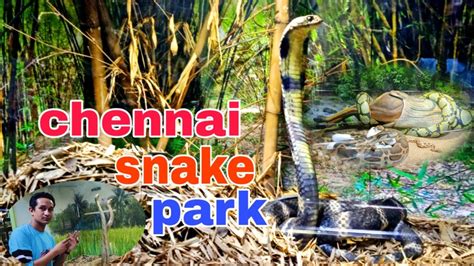 Big and first snake park chennai ll snake park ll national guindy park ...