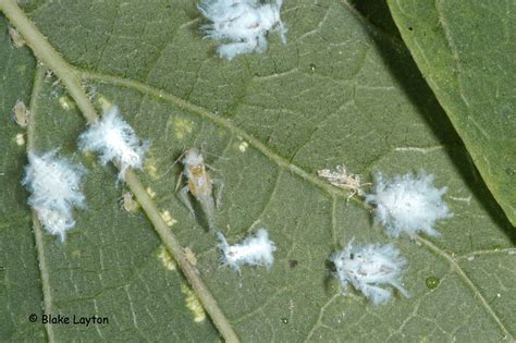 Asian Wooly Hackberry Aphid, No. 21 | Mississippi State University ...