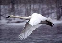 Science and Sarcasm: MI DNR wants help with Trumpeter Swan census