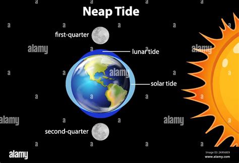 Diagram showing neap tides illustration Stock Vector Image & Art - Alamy