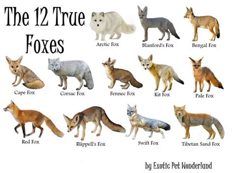 True foxes | Pet fox, Fox species, Wild animals pictures