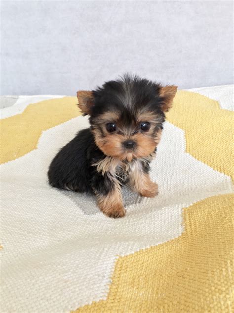 Micro Teacup Yorkie Puppy for sale - iHeartTeacups