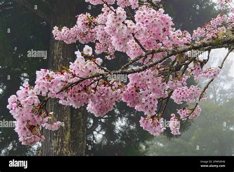 Cherry blossoms in full bloom.Train, cherry blossom, tree, cloud ...