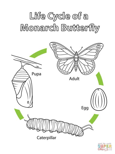 Monarch Butterfly Coloring Page Life Cycle Coloring Page Of Butterfly ...