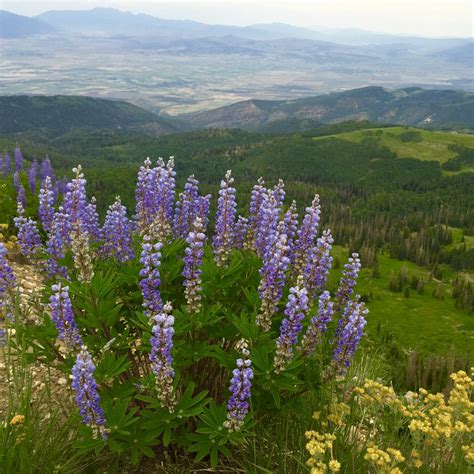 Silky Lupine (Lupinus sericeus)- Great Basin Seeds