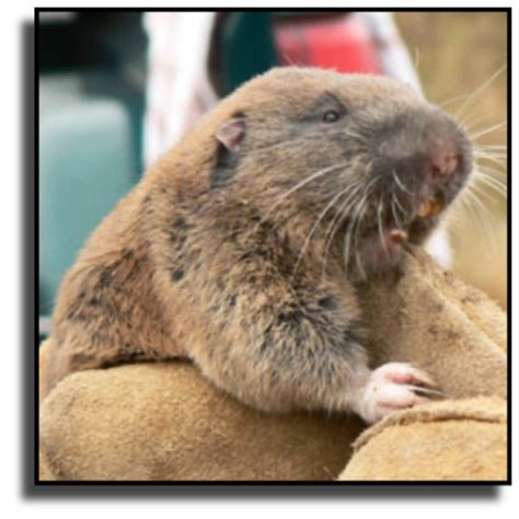 Florida Wildlife Management - Gopher Removal Service