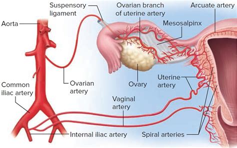 Uterus - Anatomy,Function, Inverted, Tipped & Transplantation