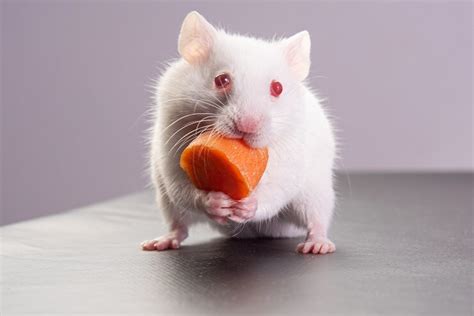 Can Hamsters Eat Carrots? - We're All About Pets