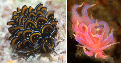 51 Sea Slugs That Prove Aliens Already Live On Planet Earth | Bored Panda