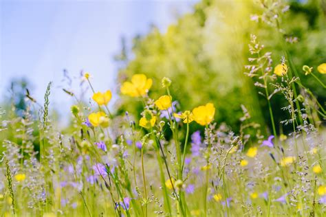 7 Stunning Places To See Minnesota Wildflowers This Spring