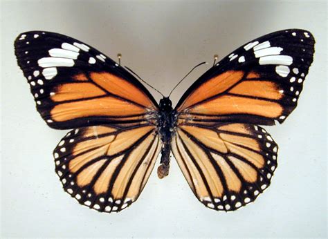 Image*After : images : butterfly insect wing wings orange black white ...