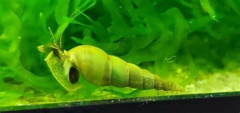 Malaysian Trumpet Snails (25) | Seek Aquatics