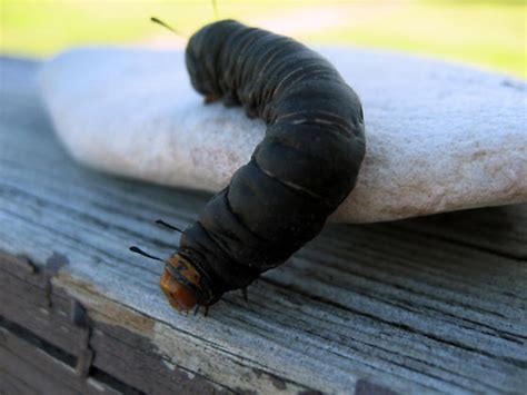 Large Black Caterpillar - Xerociris wilsonii - BugGuide.Net